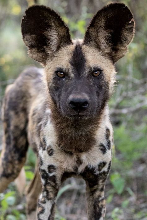 Painted Dogs African, Wild Animal Photography, Beautiful Animals Photography Wildlife, Predators Animal, Beautiful Animals Photography, Cute Animal Photography, Predatory Animals, African Painted Dog, African Wild Animals