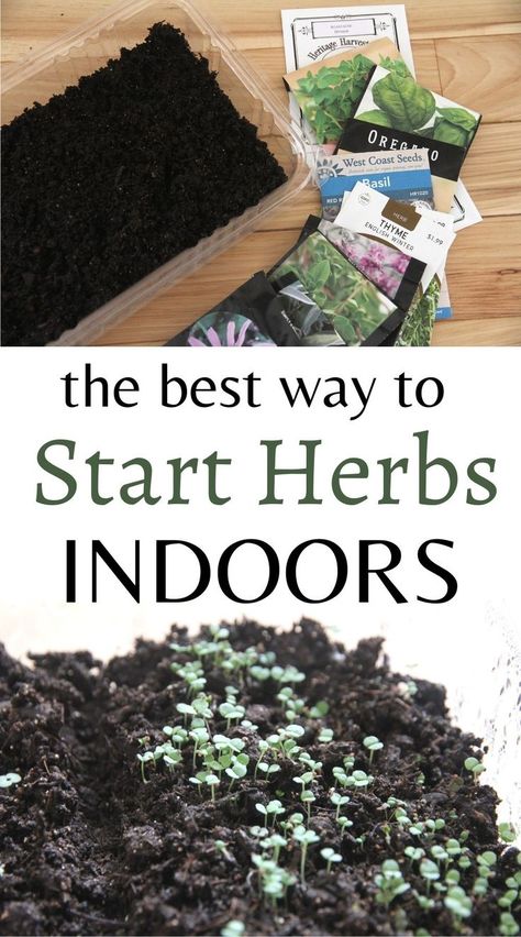 Starting herbs indoors from seed? Use this simple technique to get a better germination rate. Growing Herbs From Seeds Indoors, Starting Herbs From Seeds Indoors, Easy Herbs To Grow Indoors, Seed Starting Mix Recipe, How To Grow Herbs From Seeds, How To Start Seeds Indoors, How To Germinate Seeds Indoors, How To Grow Herbs Indoors, When To Plant Herbs