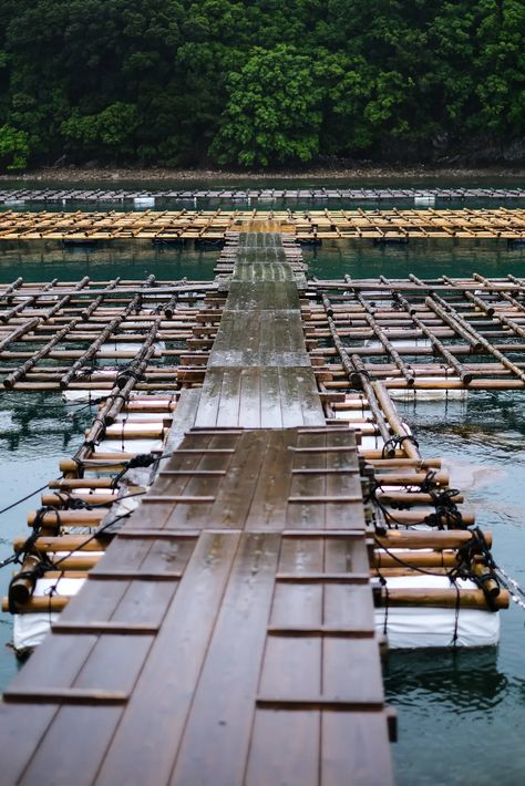 A Japanese Pearl Farm Shows Nature’s Artistic Process - The New York Times Artistic Process, Farm Show, Floating Platform, Japanese Pearls, Pearl Farm, Film Images, Mikimoto Pearls, Marine Environment, Environmental Damage