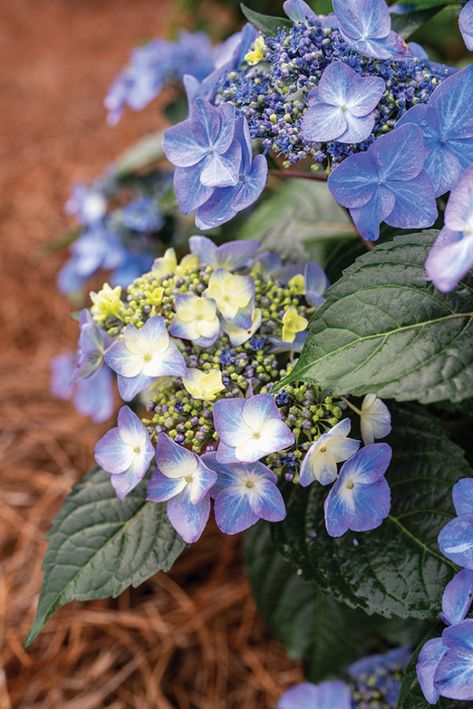 Culture Report: Endless Summer ‘Pop Star’ Hydrangea - Greenhouse Product News Pop Star Hydrangea, Summer Hydrangea, Lace Cap Hydrangea, Bigleaf Hydrangea, Endless Summer Hydrangea, The Endless Summer, Growing Hydrangeas, Hydrangea Macrophylla, Overwintering