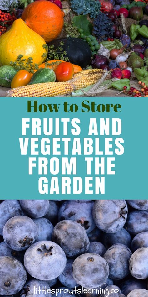 How to Store Fruits and Vegetables from the Garden Preserving Green Beans, Store Fruits And Vegetables, Storing Vegetables, Homestead Ideas, Root Cellar, Vegetable Storage, Container Gardening Vegetables, How To Store, Fruit Garden