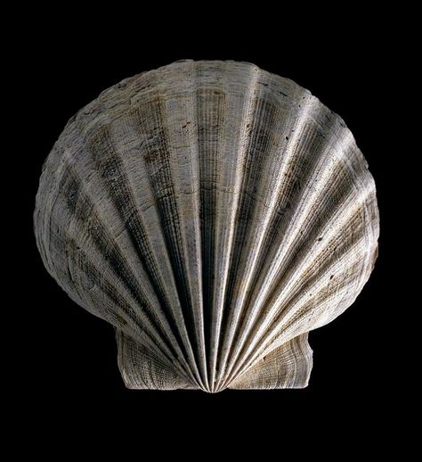 Shell Sculpture, Geometry In Nature, Art Alevel, Scallop Shell, Scallop Shells, Ghost In The Shell, Shell Art, Natural Forms, Land Art