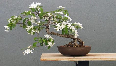 Learn in this article How to grow and care for Kamini bonsai (orange jasmine).  Do you know that this plant is native to India and has many varieties? It is also known as orange jasmine, Chinese box, and Murraya plant (Murraya paniculata). The plant is a very beautiful tropical flowering plant. It blooms flowers that […] Jasmine Tree, Murraya Paniculata, Jasminum Sambac, Tree Types, Orange Jasmine, Bonsai Care, Bonsai Tree Types, Mock Orange, Bonsai Styles