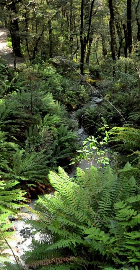 Tropical Evergreen Forest, Forest Shrubs, Mountain Plants, Forest Foliage, Forest Fern, Fern Forest, Tropical Painting, Forest Plants, Evergreen Forest