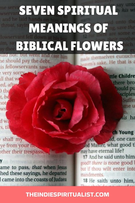 Witness the profound spiritual meanings of flowers in the Bible, and uncover how they illuminate divine messages and eternal truths. Flowers In The Bible, Biblical Flowers, Meanings Of Flowers, Biblical Garden, Biblical Symbols, Sacred Garden, Sacred Text, Animal Symbolism, Spiritual Cleansing