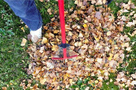 When To Harvest Potatoes, Fall Lawn Care, Yard Cleaning, Fall Lawn, Yard Cleanup, Raking Leaves, Yard Maintenance, Lawn Care Tips, Pergola Design