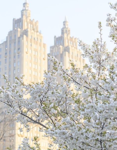 White + Core + Aesthetic, Cherry Trees, 4 Wallpaper, Cream Aesthetic, White Cherries, Mt Fuji, White City, White Picture, Aesthetic Colors