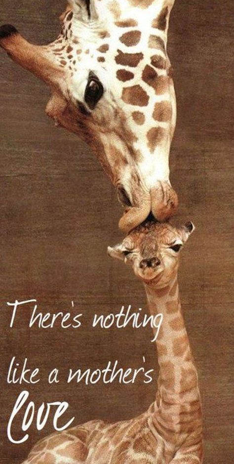 There's nothing like a Mother's love love quotes cute mom mothers day kisses happy mothers day mothers day quotes Regnul Animal, Photo Animaliere, A Mother's Love, Giraffe Art, Mother's Love, Sweet Boy, Baby Giraffe, Happy Mother, Cute Animal Pictures