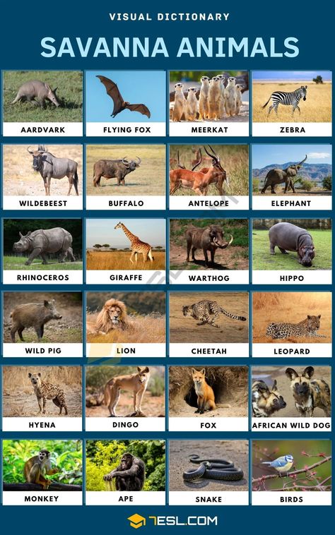 Savanna Biome Project, Savannah Biome, Savannah Habitat, Animals Names In English, Savanna Biome, Savannah Animal, Animals In Africa, South African Animals, Savannah Animals