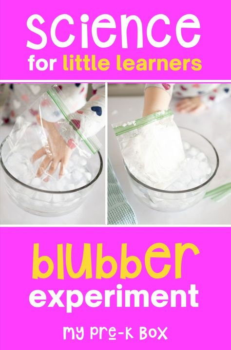 Blubber Experiment For Kids, Easy Preschool Science, Blubber Experiment, Animal Science Experiments, Hibernation Preschool Crafts, Animal Science Activities, Preschool Science Experiments, Arctic Animals Preschool, Winter Science Activities