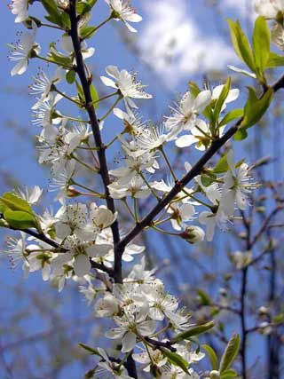 Prunus Spinosa, Magical Tree, Wildlife Gardening, Forest Garden, Red House, Seasonal Flowers, Trees And Shrubs, Floral Illustrations, Flower Photos