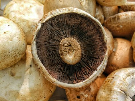 Vegetarian Homemade Cream of Mushroom Soup Stuffed Portobello Mushroom Caps, Roasted Portobello Mushrooms, Healthy Taco Recipes, Health Benefits Of Mushrooms, Mushroom Quinoa, Marsala Sauce, Creamy Garlic Mushrooms, Pork Medallions, Mushroom Benefits