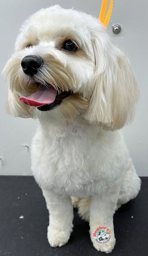 Yorkie Poo Haircut, Maltese Dogs Grooming, Maltese Dogs Haircuts, Maltipoo Haircuts, Shichon Puppies, Havanese Grooming, Dog Haircut, Maltipoo Dog, Morkie Puppies