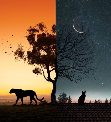 Close Instagram, Silhouette Photography, Night And Day, Shadow Art, Photoshop Art, Night Painting, Night Art, Landscape Illustration, Night Sky Photos