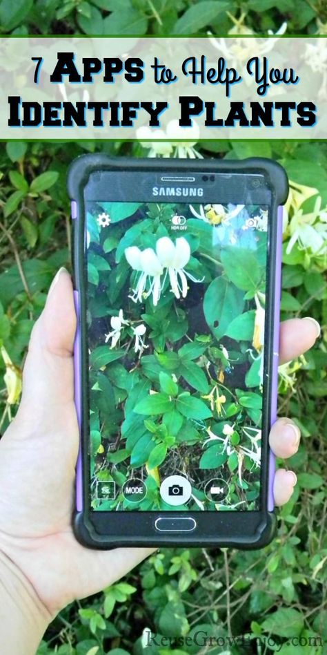 7 Apps to Help You Identify Plants - Reuse Grow Enjoy Plant Identification App, Identify Plants, Grow Garden, Plant App, Cucumber Trellis, Plants Diy, Edible Wild Plants, Identify Plant, Plants Nature