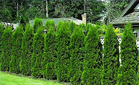 privacy American Arborvitae, Arbor Vitae, Privacy Fence Landscaping, Emerald Green Arborvitae, Natural Fence, Privacy Landscaping, Fencing Ideas, Living Fence, Backyard Fence