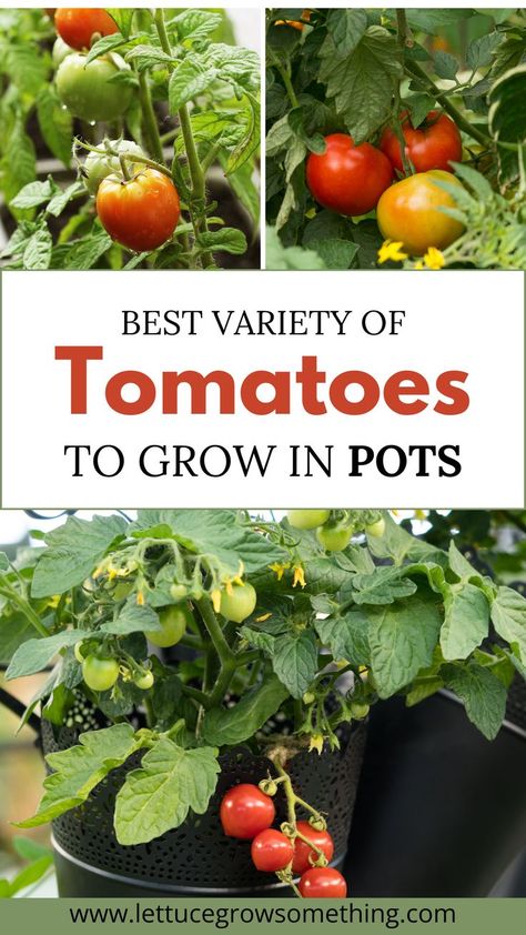 how to grow tomatoes in pots Grow Tomatoes In A Pot, Best Tomatoes To Grow, Tomatoes In A Pot, Patio Tomatoes, Growing Tomato Plants, Varieties Of Tomatoes, Tomato Seedlings, Growing Tomatoes In Containers, Grow Tomatoes