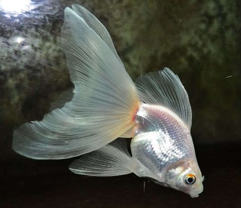 Gorgeous white Veiltail Veiltail Goldfish, Types Of Goldfish, Goldfish Types, Marine Reptiles, Pretty Fish, Cool Fish, Koi Fish Pond, Pet Fish, Fish Ponds