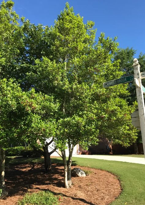 American Holly Tree, Holly Trees, American Holly, Spring Backyard, Conifers Garden, Garden 2023, 2023 Mood, Sacred Plant, Holly Tree