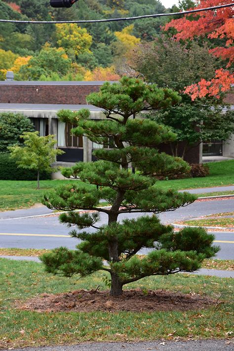 Thunderhead Japanese Black Pine - Buchanan's Native Plants Zen Garden Landscaping, Japanese Black Pine Tree, Pinus Thunbergii, Black Pine Tree, Modern Japanese Garden, Japanese Black Pine, Pine Garden, Japanese Garden Landscape, Black Pine