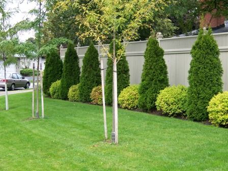 Landscaping Along Fence, Landscaping Trees, Backyard Fence, Privacy Landscaping, Fence Garden, Backyard Privacy, Pool Noodle, Garden Shrubs, Fence Landscaping