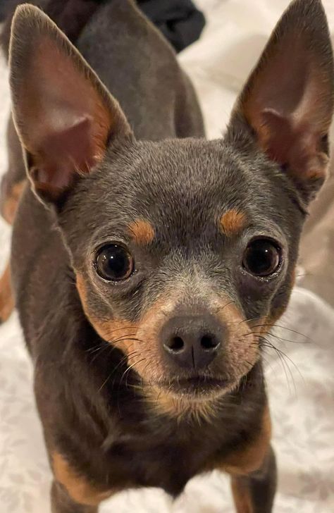 BMZ Russian Toys in Texas | Russian Toy puppies | Good Dog Russian Toy Terrier, Toy Terrier, Dog Brown, Dog Breeders, Newborn Puppies, Good Dog, Getting A Puppy, Health Information, Puppy Photos