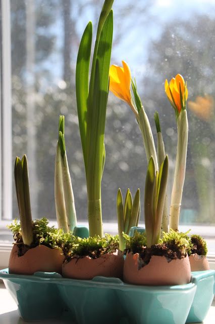 Growing Bulbs Indoors, Growing Bulbs, Hgtv Garden, Garden Obelisk, Garden Bulbs, Spring Bulbs, Easter Centerpieces, Bulb Flowers, Spring Is Here