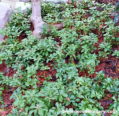 11 Best Plants For Covering Slopes and Hillsides | Hillside Plants, Ground Cover Plants Shade, Japanese Spurge, Evergreen Ground Cover Plants, Ground Cover Shade, Best Ground Cover Plants, Low Growing Ground Cover, Diy Garden Landscaping, Root Plants