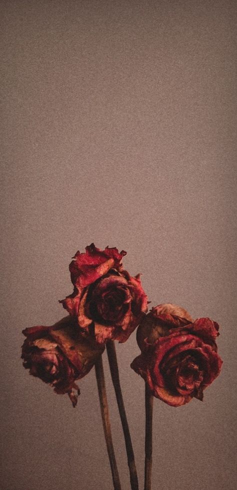 Dried Flowers Aesthetic Wallpaper, Dried Roses Aesthetic, Dead Roses, Core Aesthetics, Roses Aesthetic, Dark Florals, Dried Roses, Drying Roses, Painting Series