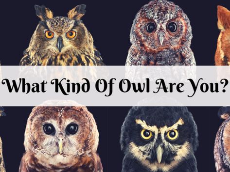 What Type Of Owl Are You?—— Barn Owl Owl Types, Types Of Owls, Barn Owls, Owls Cute, Owl Person, Cute Owls, What Does An Owl Symbolize, Meaning Of Owls Spirit Animal, Owl Sighting Meaning