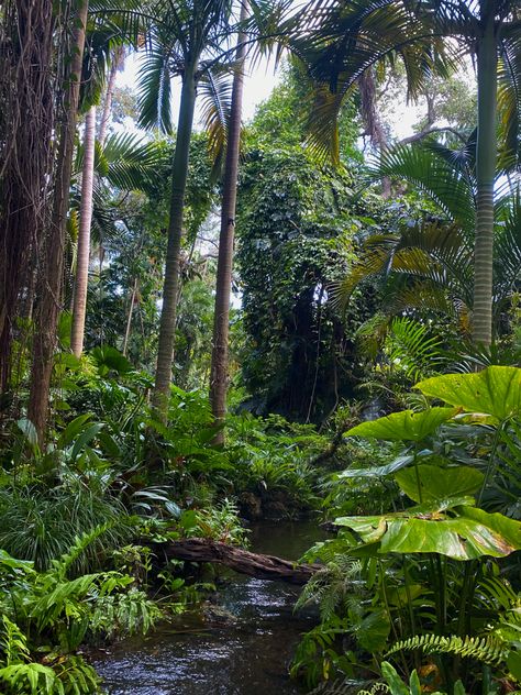 African Jungle Aesthetic, South American Jungle, Amazon Jungle Photography, Tropical Deciduous Forest, Brazil Jungle, Island Forest, Jungle Wildlife, Borneo Rainforest, African Rainforest