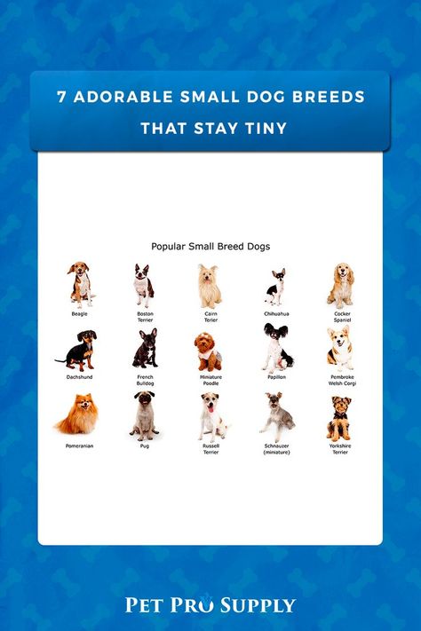 "For dog-lovers, dog maintenance can be a prime issue. As dogs grow older day by day, they get bigger, and so do their needs. Puppies are adorable, and dog owners often wish their dogs could stay small forever. Most dog breeds grow quickly. But if you want a puppy that will stay small, consider choosing from one of these seven small-sized dog breeds." Via: dogsbestlife.com Follow us in our social medias for more! IG: @petprosupplyco FB: Pet Pro Supply Co. Corgi Pomeranian, Puppies That Stay Small, Small Sized Dogs, Lap Dogs, Pet Care Tips, Day By Day, Small Dog Breeds, Welsh Corgi, Small Breed