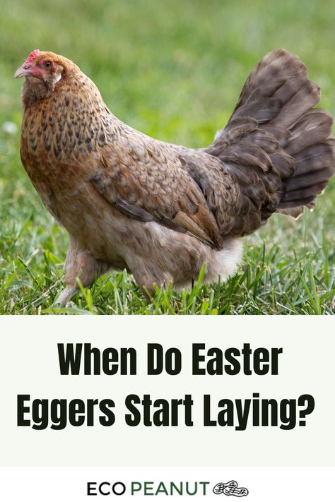 Chicken Easter Egger Chickens, Easter Eggers Chickens, Ameraucana Chicken Eggs, Easter Eggers Eggs, Easter Egger Chicken, Easter Eggers, Types Of Chickens, Chicken Owner, Colorful Eggs