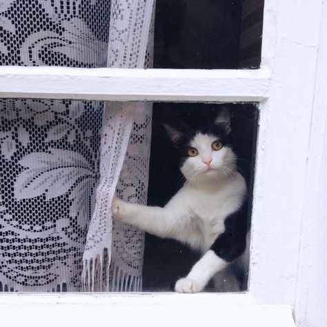 Cat Window, White Cats, Cat Aesthetic, Pretty Cats, Beautiful Cats, 귀여운 동물, Cat Photo, Cat Life, Window Sill