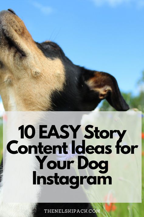 Instagram Content Ideas For Dogs, Dog Instagram Content Ideas, Dog Reels Ideas, Pet Social Media Post, Dog Instagram Post Ideas, Dog Content Ideas, Dog Stories Instagram Ideas, Dog Instagram Ideas, Pet Instagram Story