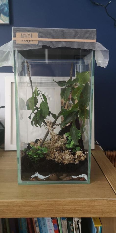 Praying Mantis Enclosure, Mantis Enclosure, Spider Ideas, Terrarium Tank, Orchid Mantis, Jumping Spiders, Reptile Room, Jumping Spider, Praying Mantis