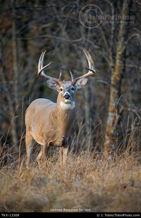 North American Wildlife Art, Whitetail Deer Photography, Whitetail Deer Pictures, Deer Photography, Whitetail Deer Hunting, Big Deer, Deer Species, Wild Animal Wallpaper, Wild Animals Photography