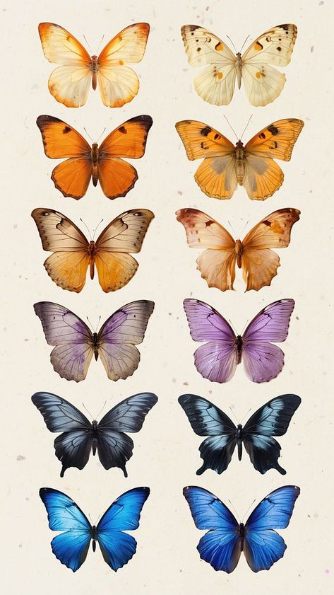 Real Pressed butterfly animal insect isolated element set | premium image by rawpixel.com / Nunny Pressed Butterfly, Birds Stickers, Botanical Studies, About Butterflies, Printable Things, Butterfly Animal, Neon Paint, Butterfly Aesthetic, Butterfly Vintage