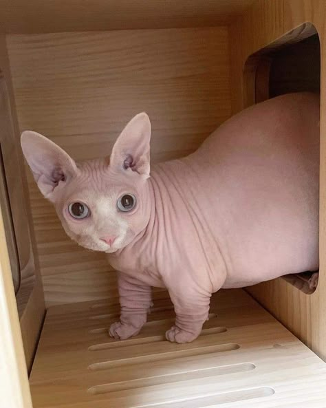 Cute Hairless Cat, Sphynx Cats, Munchkin Cat, Silly Cats Pictures, Hairless Cat, Pretty Animals, Sphynx Cat, Silly Animals, Cat Aesthetic