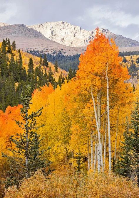 Guanella Pass fall colors with mountain in the background Aspen Trees In Fall, Fall Aspen Trees, Aspen Trees Photography, Fall Mountains, Aspen Mountain, Colorado Fall, Aspen Tree, Colorado Art, Fall Trees