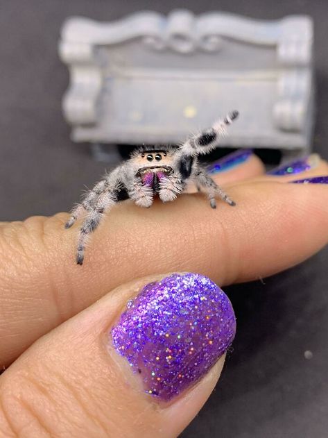 Aesthetic Spider, Spider Aesthetic, Cute Spiders, Spider Photography, Drawing Spider, Spider Web Nails, Cake Spiderman, Tattoo Spider, Nails Spider