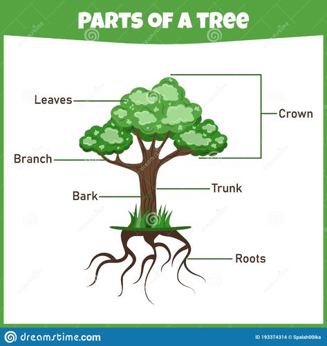 Illustration about Learning parts of a tree. Education worksheet. Activity page for study English. Isolated vector illustration. Cartoon style. Illustration of nature, roots, isolated - 193374314 Parts Of A Tree Worksheet, Tree Kindergarten, Parts Of A Tree, Tree Worksheet, Plants Worksheets, Tree Diagram, Continents And Oceans, Study English, The Giving Tree