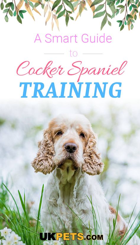 Cocker Spaniel Training, German Shepherd Puppy Training, Training German Shepherd, Cocker Spaniel Grooming, English Cocker Spaniel Puppies, Working Cocker Spaniel, German Shepherd Puppies Training, Working Cocker, Training Dogs