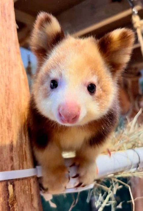 Tree Kangaroo, Baby Kangaroo, Kangaroo Baby, In The Zoo, Endangered Animals, Australian Animals, Silly Animals, Exotic Birds, Weird Animals