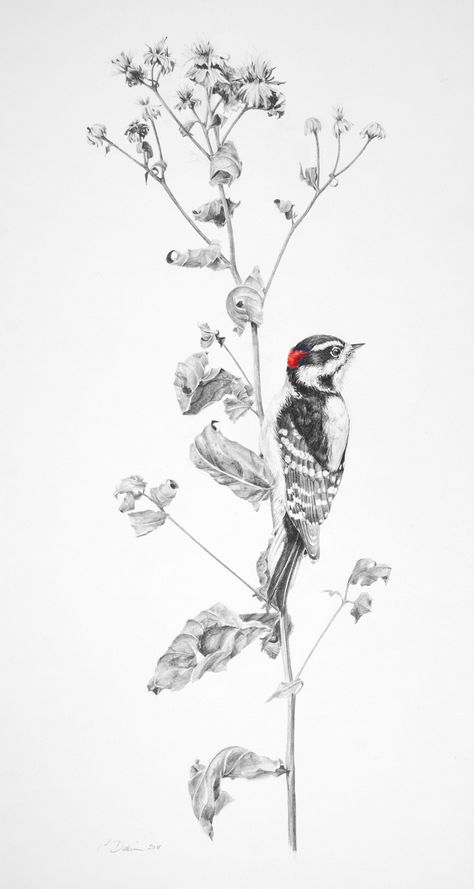 Downy Woodpecker Drawing, Downy Woodpecker Tattoo, Killdeer Tattoo, Woodpecker Tattoo Design, Pileated Woodpecker Tattoo, Fauna Tattoo, Woodpecker Tattoo, Woodpecker Drawing, Woodpecker Illustration