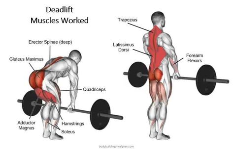 Rack Pull Deadlift Muscles Worked Deadlift Muscles Worked, Adductor Longus, Teres Major, Pectoralis Major, Barbell Deadlift, Latissimus Dorsi, Barbell Workout, Compound Exercises, Hip Flexors