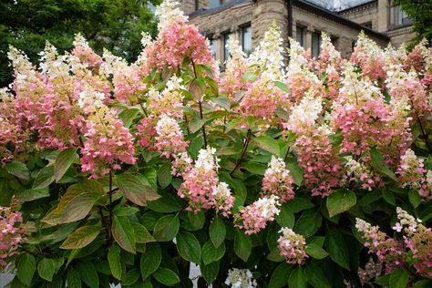 ‘Strawberry Sundae’ Hydrangeas are Pretty in Pink Strawberry Sundae Hydrangea, French Hydrangea, Hydrangea Tree, Big Leaf Hydrangea, Hydrangea Varieties, Hydrangea Shrub, Smooth Hydrangea, Strawberry Sundae, Panicle Hydrangea