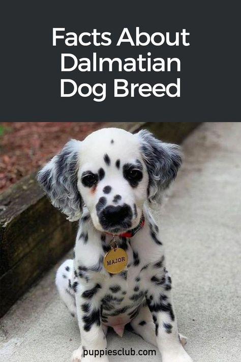 dalmatian-dog Dalmatian Facts, Puppy Crafts, Dalmatian Puppies, Puppy Facts, Striped Coat, Best Dogs For Families, Dalmatian Puppy, Dalmatian Dog, Most Popular Dog Breeds