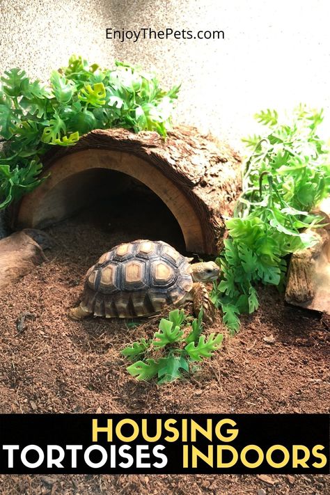 Desert Turtle Habitat Ideas, Reptile Enclosure Decor, Tortoise Vivarium Ideas, Leopard Tortoise Habitat Indoor, Russian Tortoise Habitat Outdoor, Baby Tortoise Habitat Indoor, Tortoise Terrarium Indoor, Redfoot Tortoise Enclosure Indoor, Indoor Tortoise Enclosure Ideas