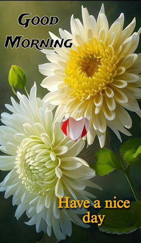 Good Morning White Flowers, Morning Roses Beautiful Flowers, Very Good Morning Images, Good Morning Status, Beautiful Good Morning Wishes, Happy Good Morning Images, Latest Good Morning Images, Morning Pic, Daily Wishes